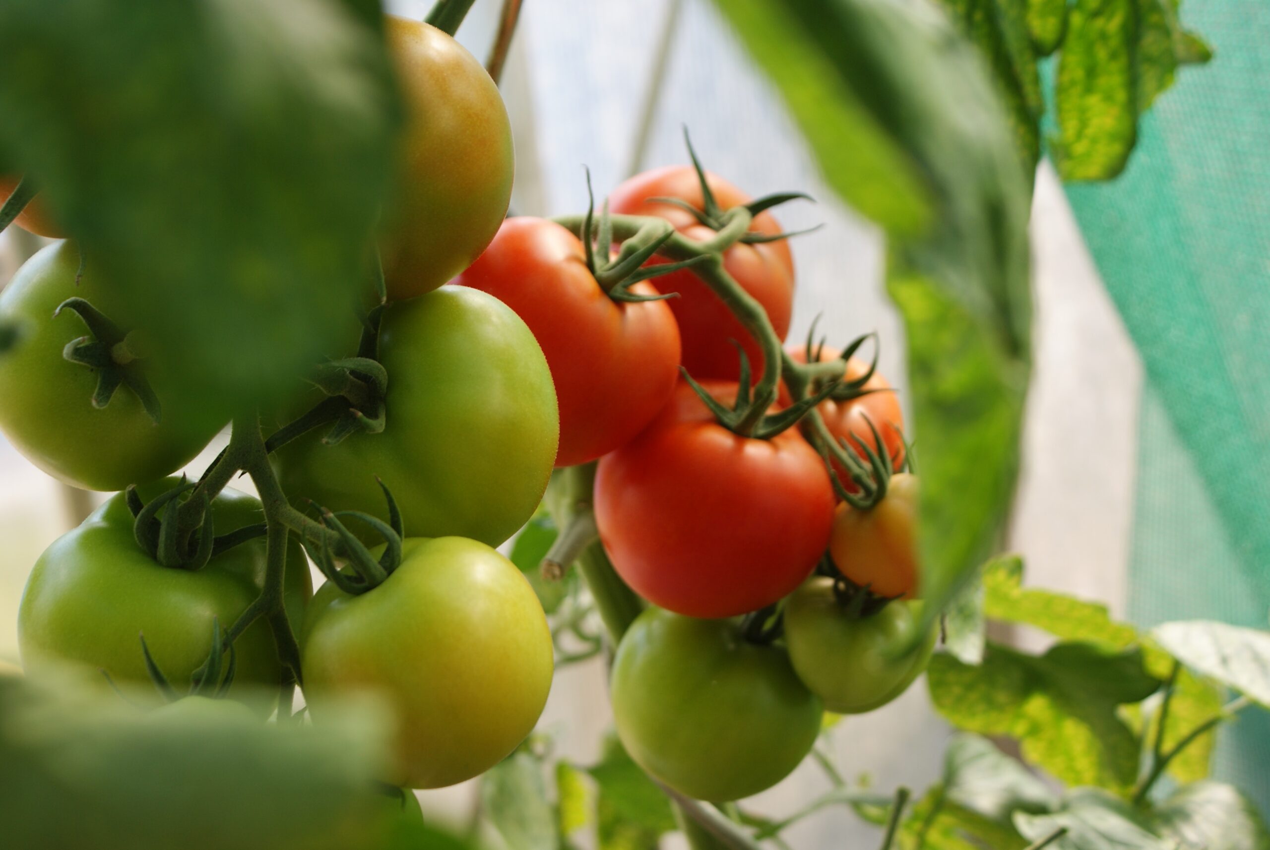 Guida semplice Coltivazione biologica verdure - Agraria Bartolini